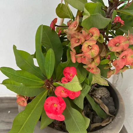 아파트 Palmeras Del Sol 타라할레호
