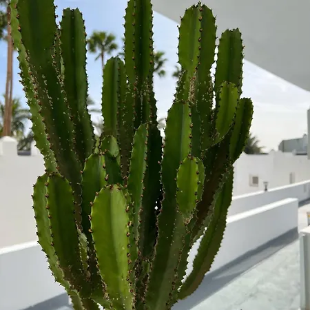 Appartamento Palmeras Del Sol *