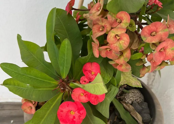 Apartmán Palmeras Del Sol Tarajalejo